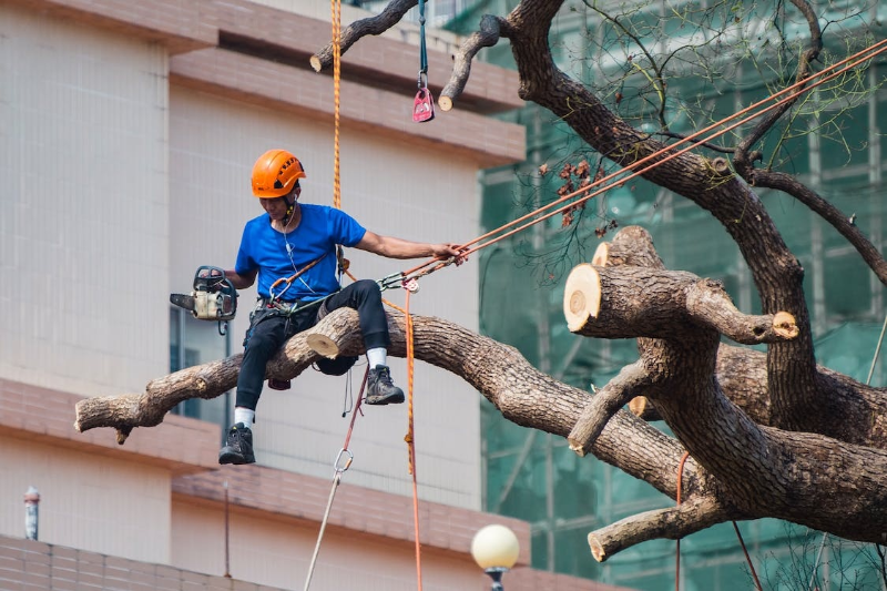 What Trees Can Be Cut Down Without Permission? Rapid Tree Solutions
